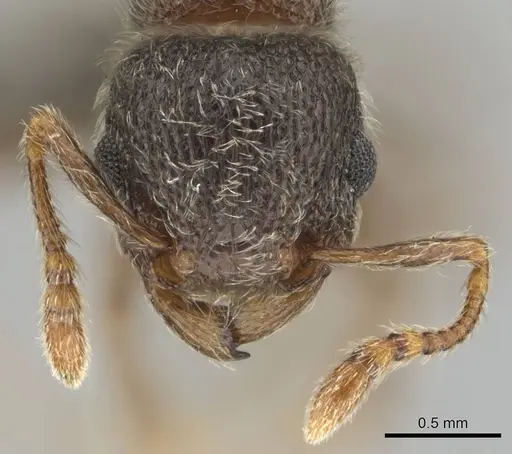Tetramorium eminii - CASENT0252983