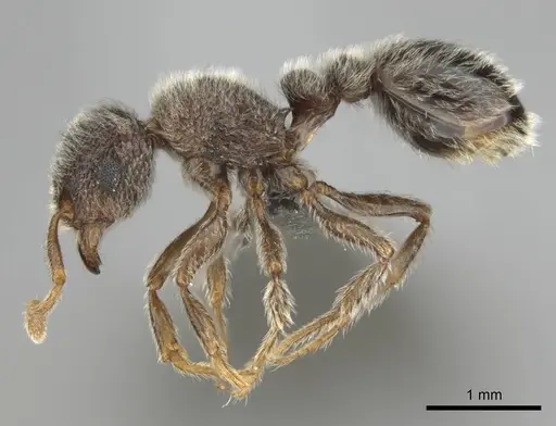 Tetramorium eminii - CASENT0252983