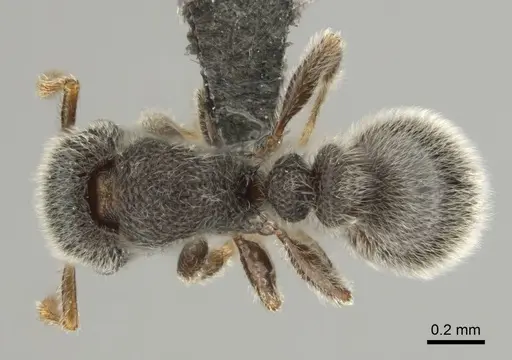Tetramorium eminii - CASENT0257064