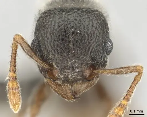 Tetramorium eminii - CASENT0257064