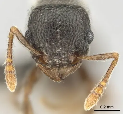 Tetramorium eminii - CASENT0257064