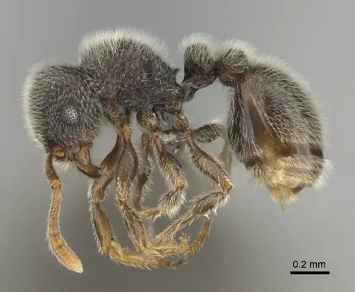 Tetramorium eminii - CASENT0257064