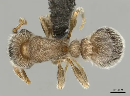 Tetramorium eminii - CASENT0257065