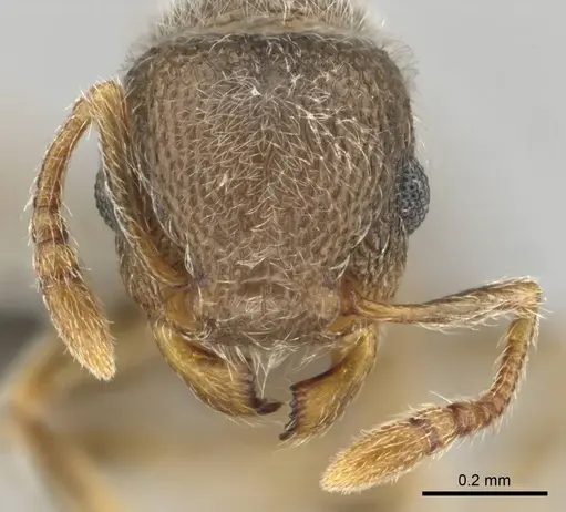 Tetramorium eminii - CASENT0257065