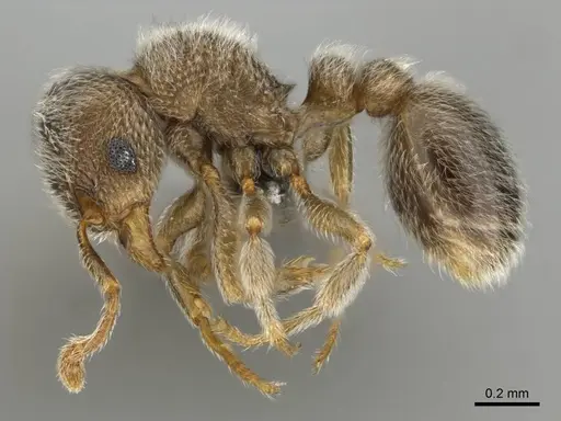 Tetramorium eminii - CASENT0257065