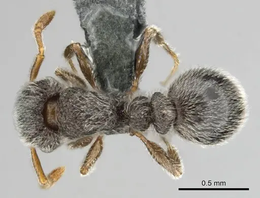 Tetramorium eminii - CASENT0258682