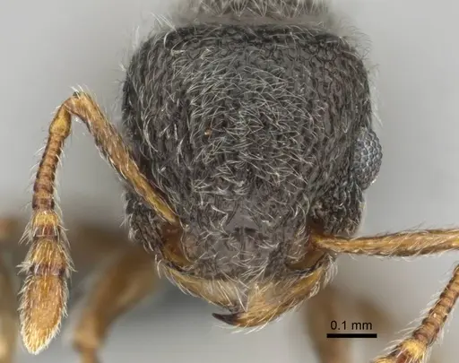 Tetramorium eminii - CASENT0258682