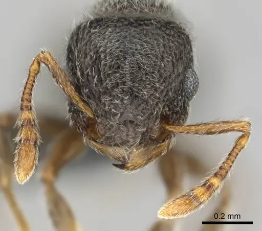 Tetramorium eminii - CASENT0258682