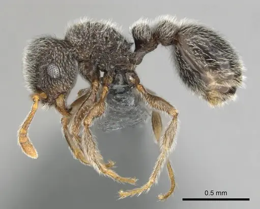 Tetramorium eminii - CASENT0258682