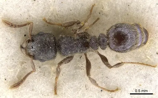 Tetramorium eminii - CASENT0901131