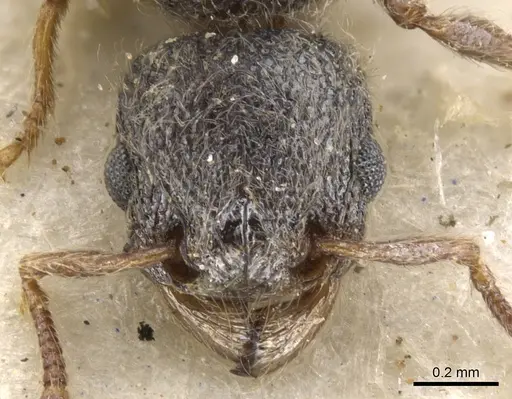 Tetramorium eminii - CASENT0901131