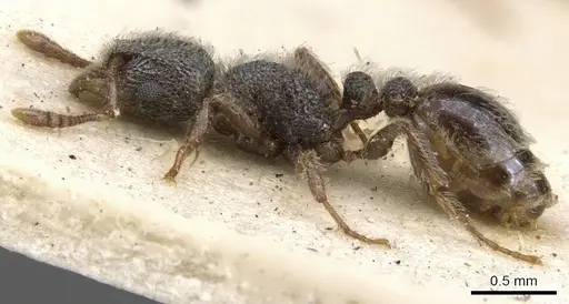 Tetramorium eminii - CASENT0901131