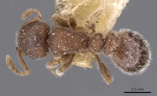 Tetramorium eminii - CASENT0909086