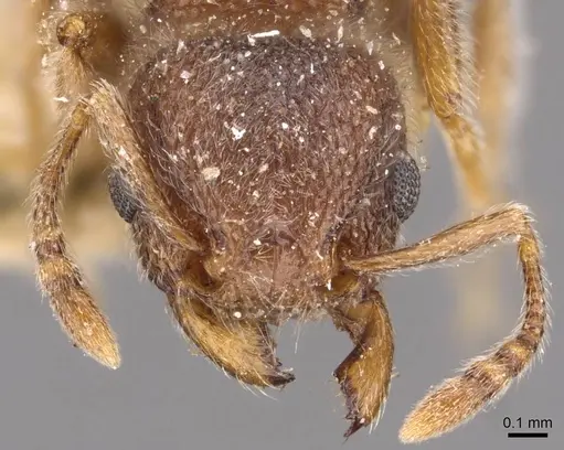 Tetramorium eminii - CASENT0909086