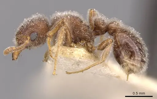 Tetramorium eminii - CASENT0909086