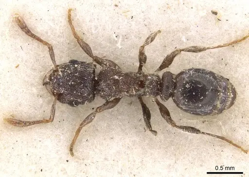 Tetramorium eminii - CASENT0909090