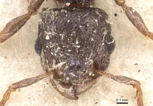 Tetramorium eminii - CASENT0909090