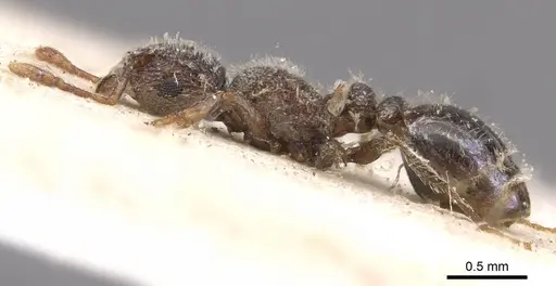 Tetramorium eminii - CASENT0909090