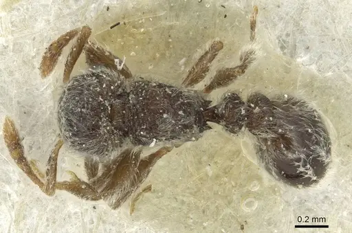 Tetramorium eminii - CASENT0915005
