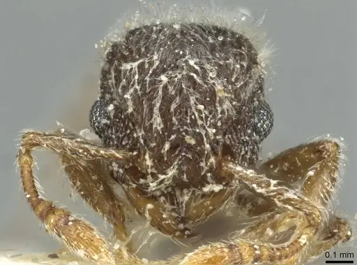 Tetramorium eminii - CASENT0915005