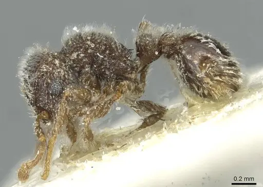 Tetramorium eminii - CASENT0915005