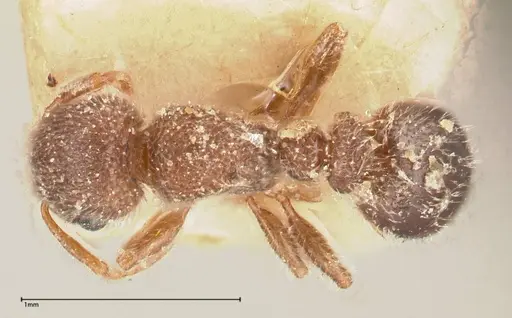 Tetramorium eminii - FOCOL0607