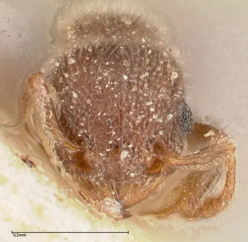 Tetramorium eminii - FOCOL0607