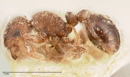Tetramorium eminii - FOCOL0607