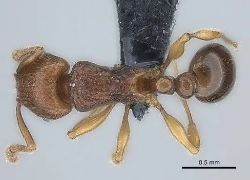 Tetramorium enkidu specimen