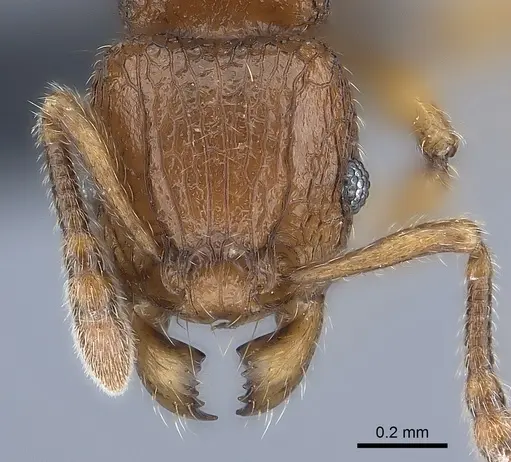 Tetramorium enkidu specimen