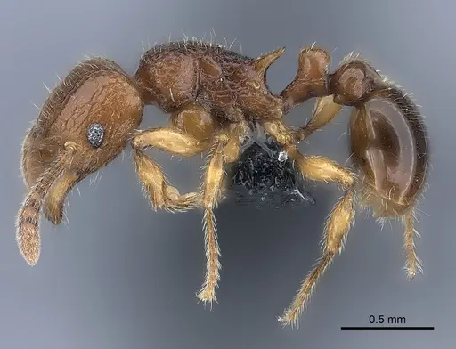 Tetramorium enkidu specimen