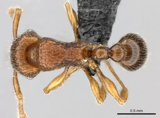 Tetramorium enkidu - CASENT0045673