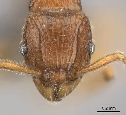 Tetramorium enkidu - CASENT0045673