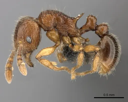 Tetramorium enkidu - CASENT0045673