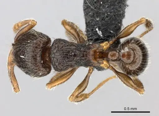 Tetramorium enkidu - CASENT0056450