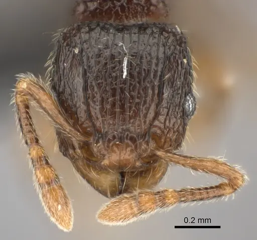 Tetramorium enkidu - CASENT0056450