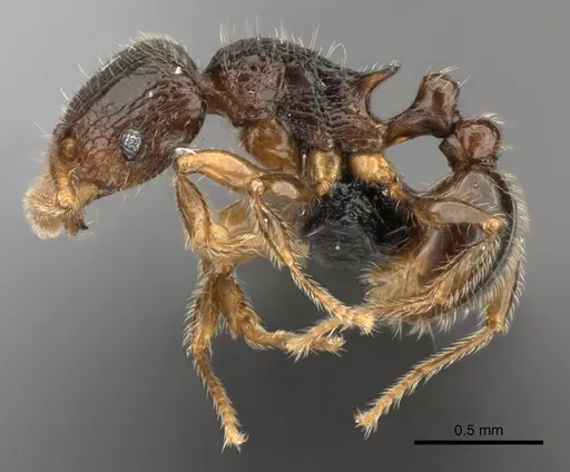 Tetramorium enkidu - CASENT0056450