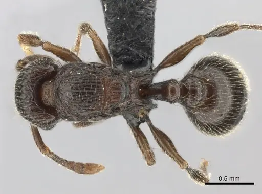 Tetramorium enkidu - CASENT0056454