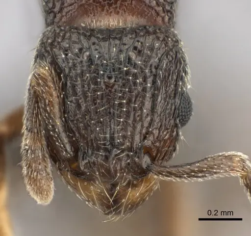 Tetramorium enkidu - CASENT0056454