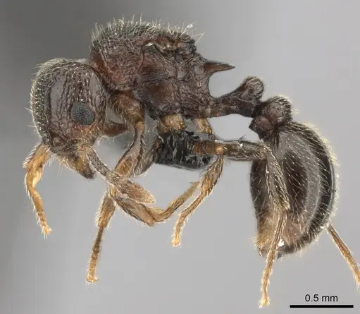 Tetramorium enkidu - CASENT0056454