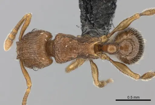 Tetramorium enkidu - CASENT0404916