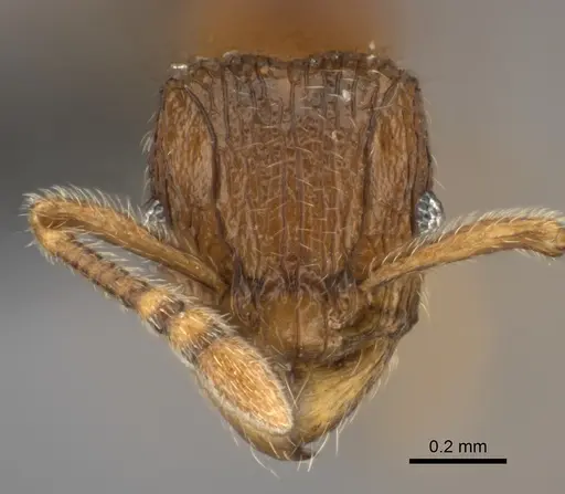 Tetramorium enkidu - CASENT0404916