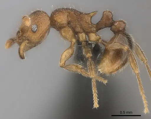 Tetramorium enkidu - CASENT0404916