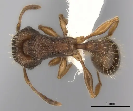 Tetramorium erectum specimen