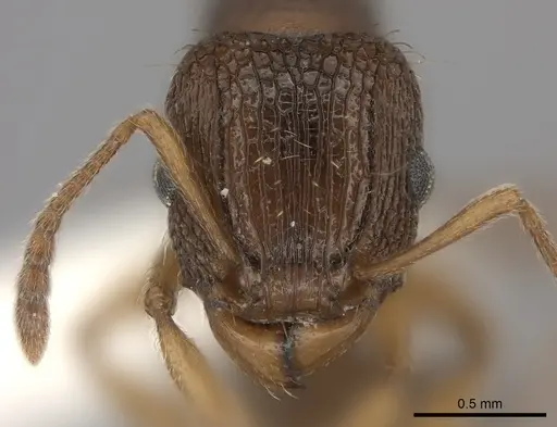 Tetramorium erectum specimen