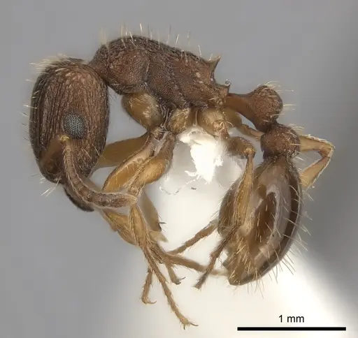 Tetramorium erectum specimen
