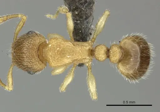 Tetramorium ericae specimen