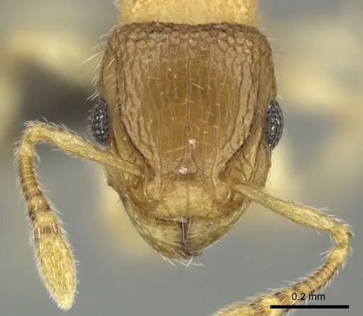 Tetramorium ericae specimen