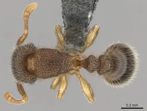 Tetramorium ericae - CASENT0252754