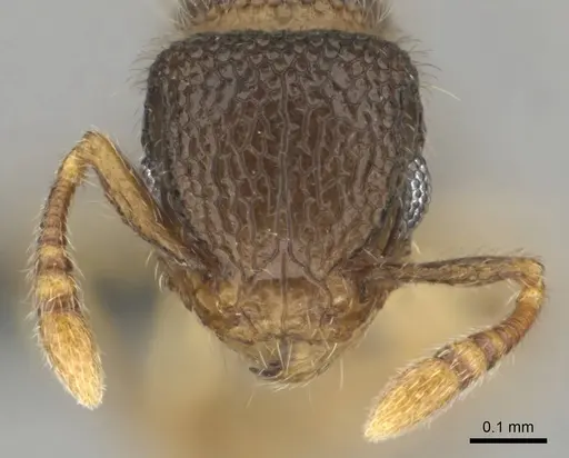 Tetramorium ericae - CASENT0252754